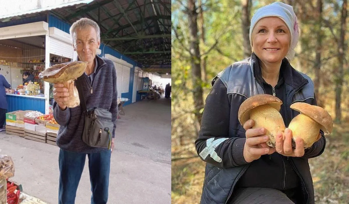 У лісах Чернігівщини знаходять гриби-гіганти: найбільший важить понад два кілограми (фото)