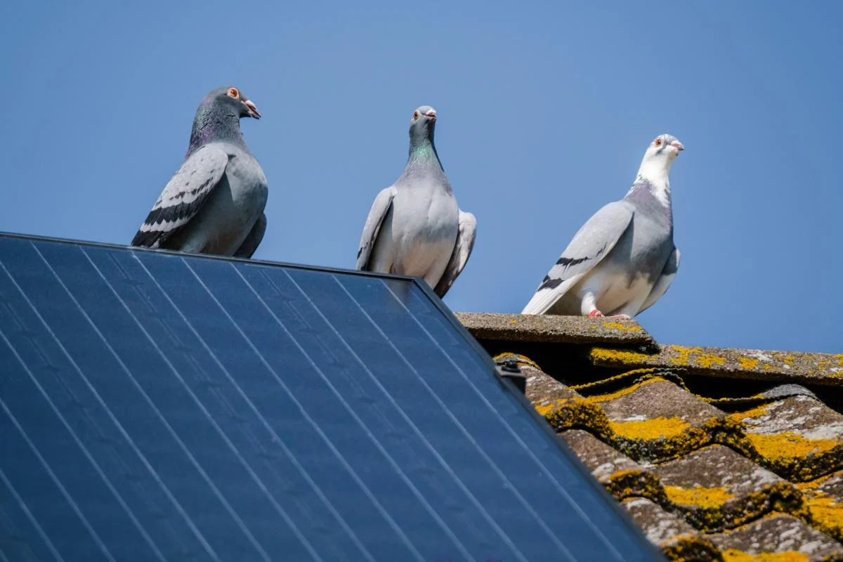 Сонячна електростанція для будинку: скільки коштує та коли окупиться